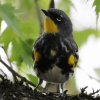 Yellow-rumped Warbler Hidden Gems Tour