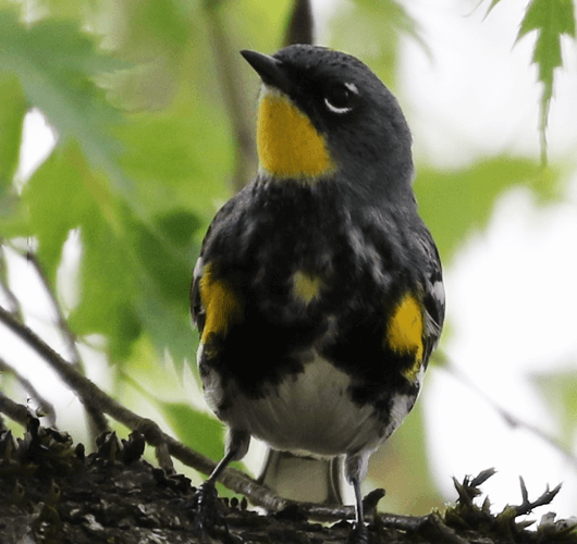 Yellow-rumped Warbler Hidden Gems Tour