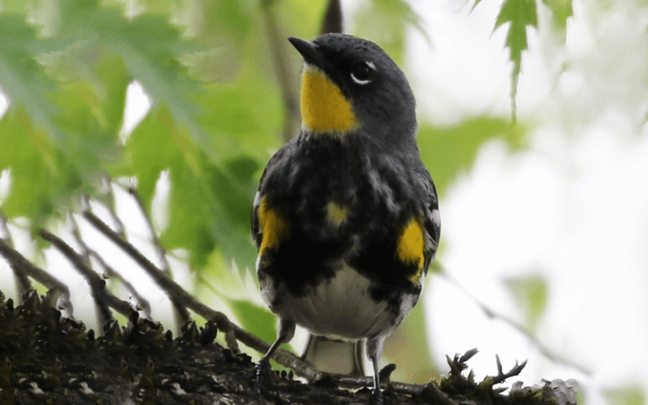 Yellow-rumped Warbler Hidden Gems Tour