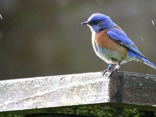 Western Bluebird on a post