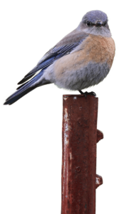 Western Bluebird on perch