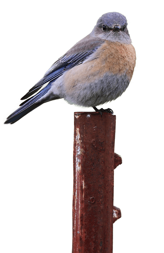 Western Bluebird on perch