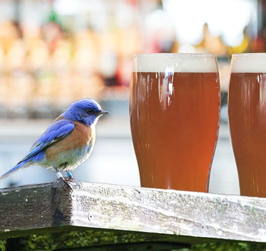 Birds and Brews tour, bird on table with 2 glasses of beer