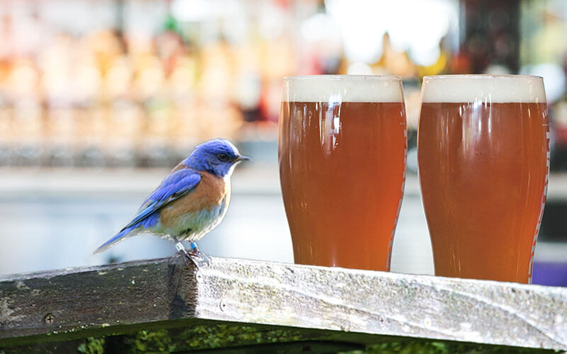 Birds and Brews tour, bird on table with 2 glasses of beer