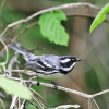 Black-throated Gray Warbler-hidden-gems-tour