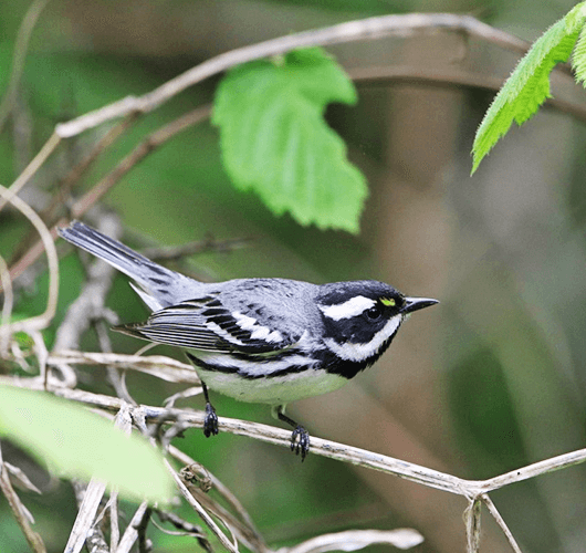 Black-throated Gray Warbler-hidden-gems-tour