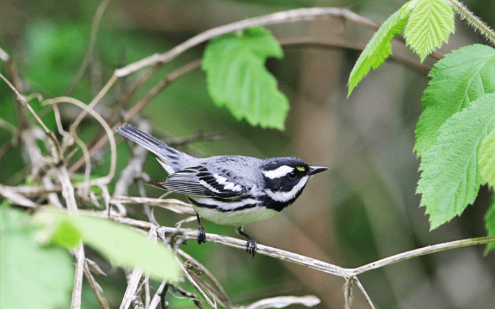 Black-throated Gray Warbler-hidden-gems-tour