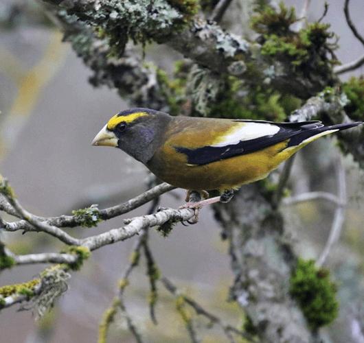 Evening Grosbeak on a branch