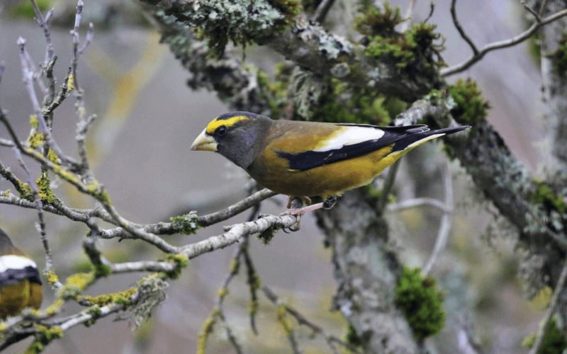 Evening Grosbeak on a branch