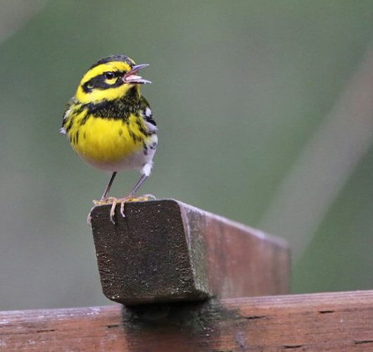 Just for you Tour - Townsend's Warbler