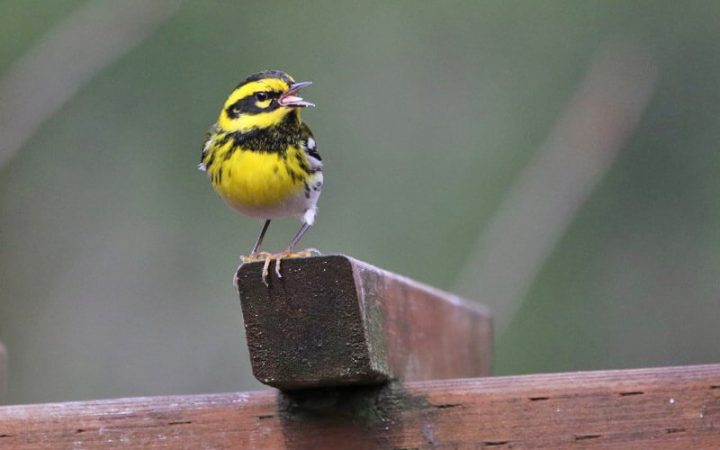 Just for you Tour - Townsend's Warbler