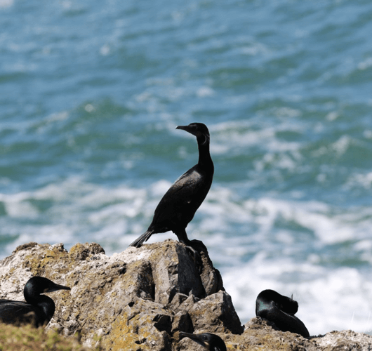 Pelagic Cormorant - Oregon coast tour