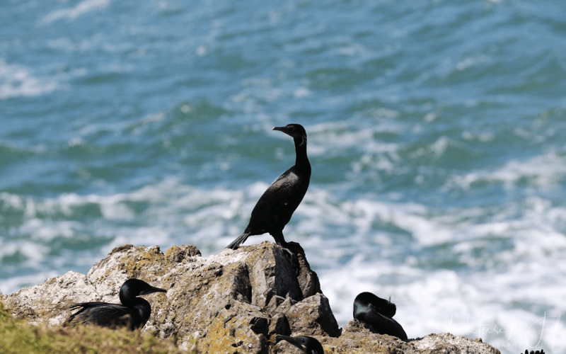 Pelagic Cormorant - Oregon coast tour