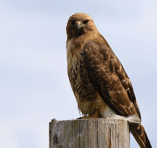 Red-tailed Hawk - ragin raptors