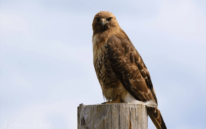 Red-tailed Hawk - ragin raptors