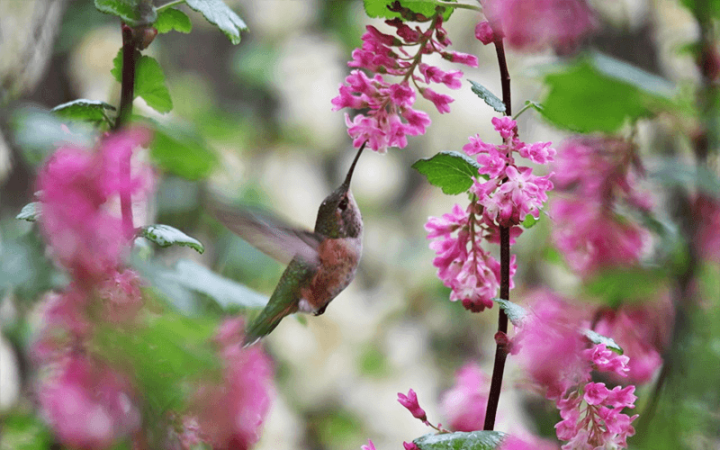 Rufous Hummingbird -your neighborhood tour