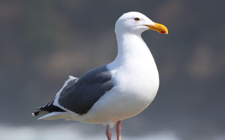 Western Gull - Or coast tour