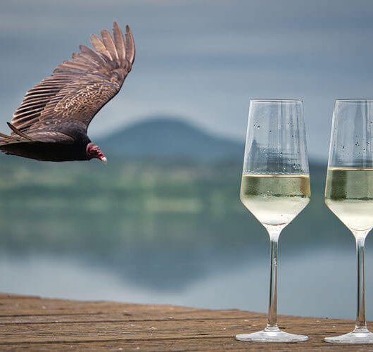 Wine glasses on deck with turkey vulture flying in the background