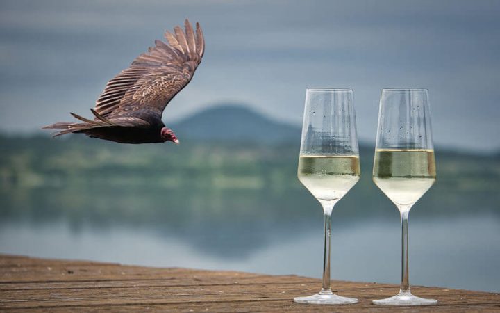 Wine glasses on deck with turkey vulture flying in the background