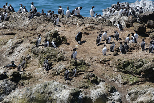 Full-day bird tours