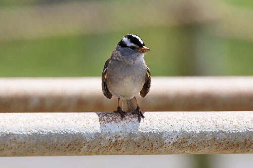 Two-hour bird tours