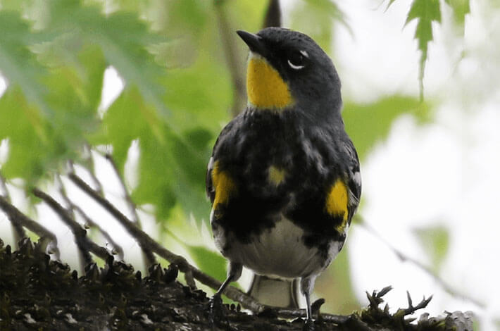The yellow-rumped warbler is a songbird