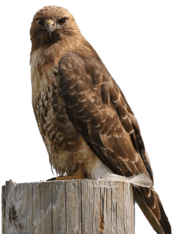 Red-tailed hawk on tree stump
