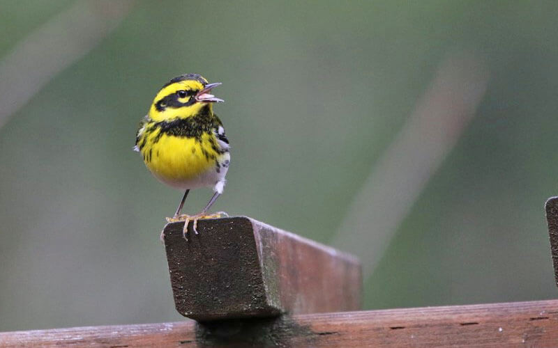 Townsends warbler on fence